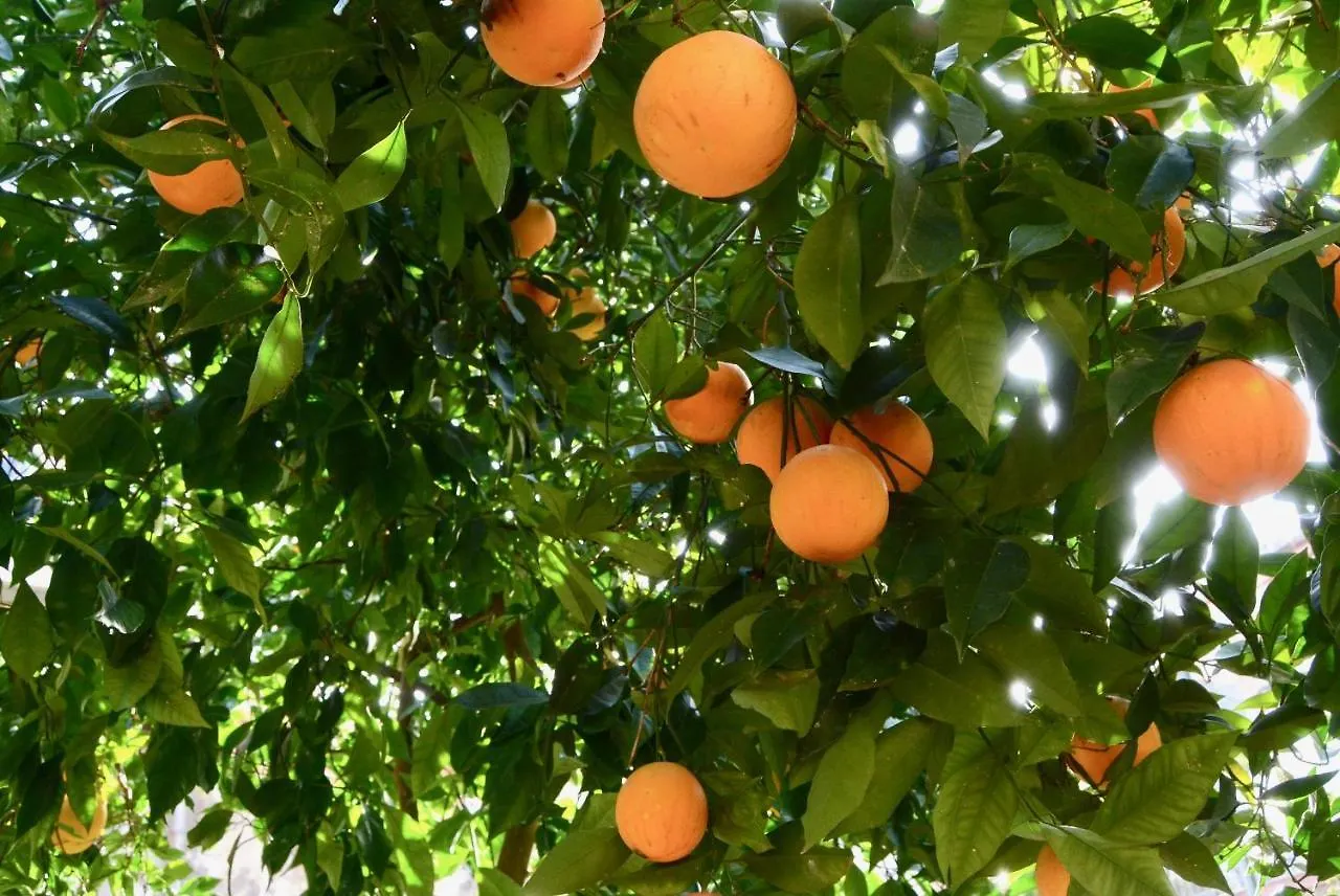 Il Giardino Delle Zagare - Miniappartamento Tra Etna E Mare contacts